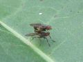 Pherbellia annulipes
